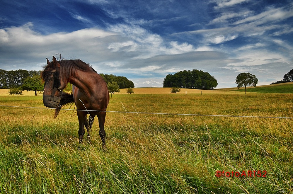 Horse in the pasture