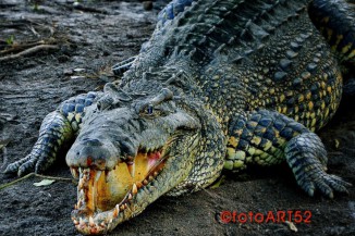 Crocodile